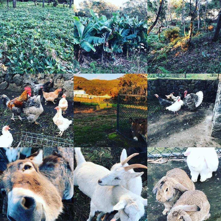 Villa Make It Happen Farm Urzelina Esterno foto